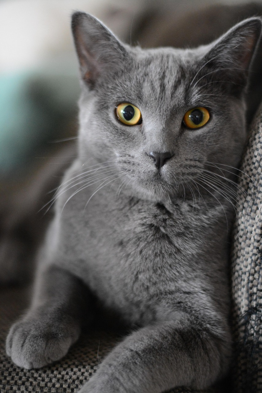 cozy indoor tabby cat on couch